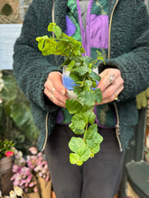 Load image into Gallery viewer, Ficus pumila Arina / Climbing Fig
