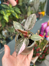 Load image into Gallery viewer, Philodendron Pink Princess Marble
