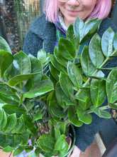 Load image into Gallery viewer, Zamioculcas zamiifolia / ZZ - 17cm Pot - *Local Delivery or Local Pick Up Only*
