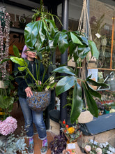 Load image into Gallery viewer, Philodendron goeldii Fun Bun - *Local Delivery or Local Pick Up Only*
