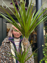 Load image into Gallery viewer, Dracaena marginata / Dragon Tree - *Local Delivery or Local Pick Up Only*
