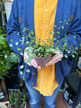 Load image into Gallery viewer, Muehlenbeckia complexa / Maidenhair Vine
