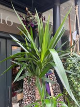Load image into Gallery viewer, Yucca elephantipes / Spineless Yucca - *Local Delivery Or Pick Up Only *
