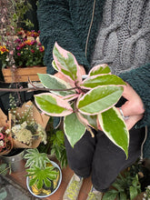 Load image into Gallery viewer, Hoya flamingo Dream / Wax Plant
