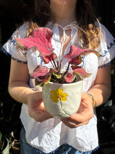 Load image into Gallery viewer, Caladium bicolor Lucia / Angel Wings
