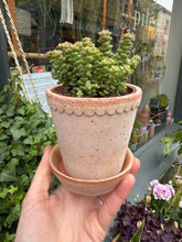 Load image into Gallery viewer, Crassula rupestris Tom Thumb / Buttons on a String

