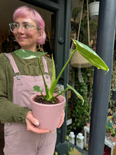 Load image into Gallery viewer, Monstera Thai Constellation / Variegated Cheese Plant
