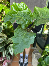Load image into Gallery viewer, Alocasia Low Rider / Elephant Ear
