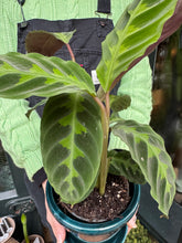 Load image into Gallery viewer, Calathea warscewiczii - Prayer Plant
