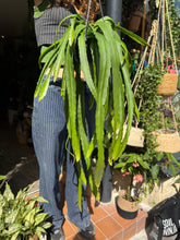 Load image into Gallery viewer, Epiphyllum ackermanii - Orchid Cactus
