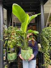 Load image into Gallery viewer, Strelitzia nicolai / Bird Of Paradise - 24cm Pot - *Local Delivery or Local Pick Up Only*
