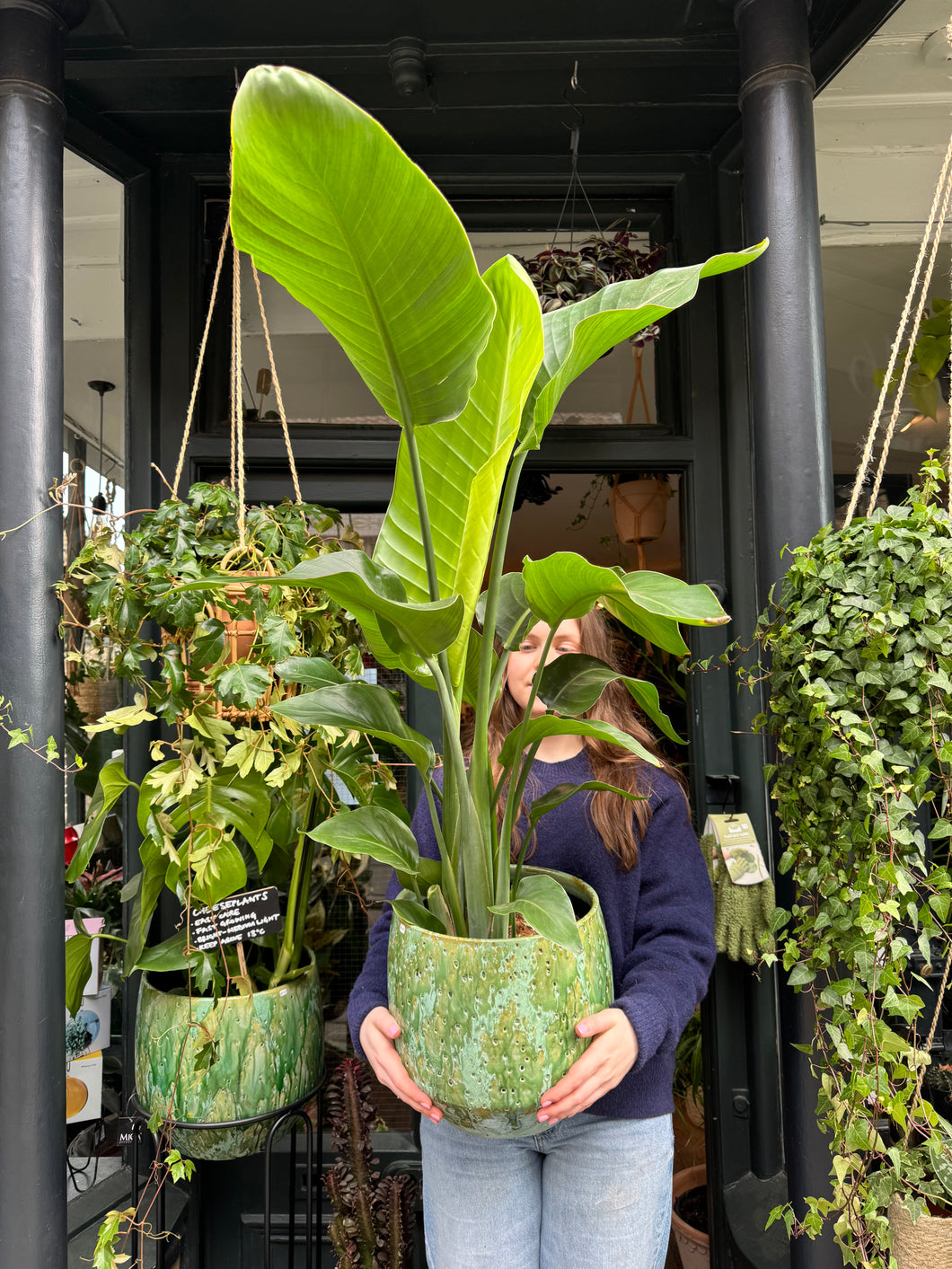 Strelitzia nicolai / Bird Of Paradise - 24cm Pot - *Local Delivery or Local Pick Up Only*