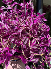 Load image into Gallery viewer, Tradescantia Pink Paradise / Inch Plant
