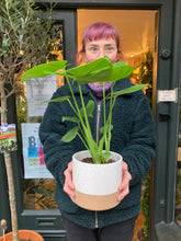 Load image into Gallery viewer, Monstera deliciosa 14cm Pot - *Local Delivery or Local Pick Up Only*
