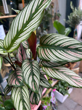 Load image into Gallery viewer, Calathea majestica whitestar / Prayer Plant

