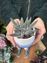 Load image into Gallery viewer, Crassula Silver Spark
