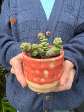 Load image into Gallery viewer, Crassula marnieriana / Worm Plant 5.5cm Pot

