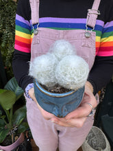 Load image into Gallery viewer, Espostoa melanostele / Peruvian Old Lady Cactus
