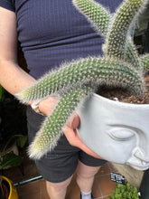 Load image into Gallery viewer, Cleistocactus colademononis / Monkey Tail Cactus
