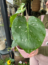 Load image into Gallery viewer, Monstera Thai Constellation / Variegated Cheese Plant
