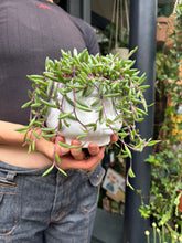 Load image into Gallery viewer, Senecio herreianus Purple Flush / String of Bananas
