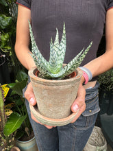 Load image into Gallery viewer, Aloe vera Bronze Lizard / Lizard Lips
