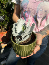 Load image into Gallery viewer, Cotyledon undulata / Silver Ruffles
