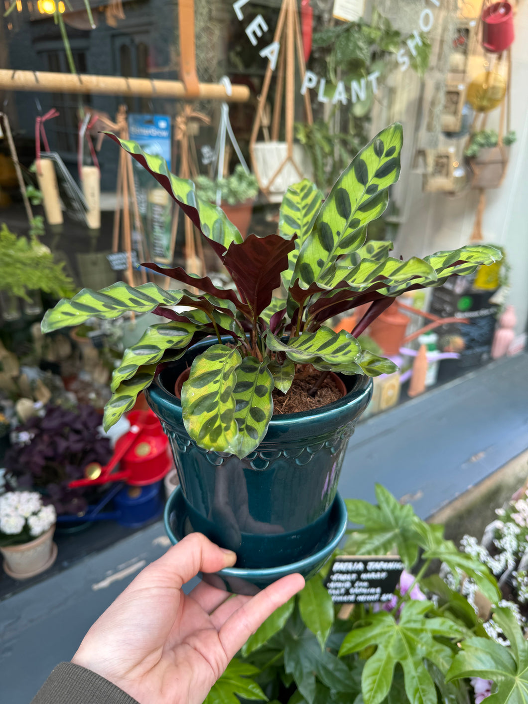 Calathea lancifolia Insigne / Rattlesnake Prayer Plant - 12cm Pot
