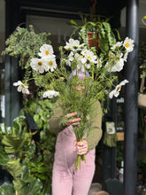 Load image into Gallery viewer, Cosmos White Purity - Price Per Bunch

