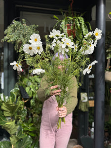 Cosmos White Purity - Price Per Bunch
