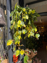 Load image into Gallery viewer, Philodendron scandens Brasil XXL -  *Local Delivery or Local Pick Up Only*
