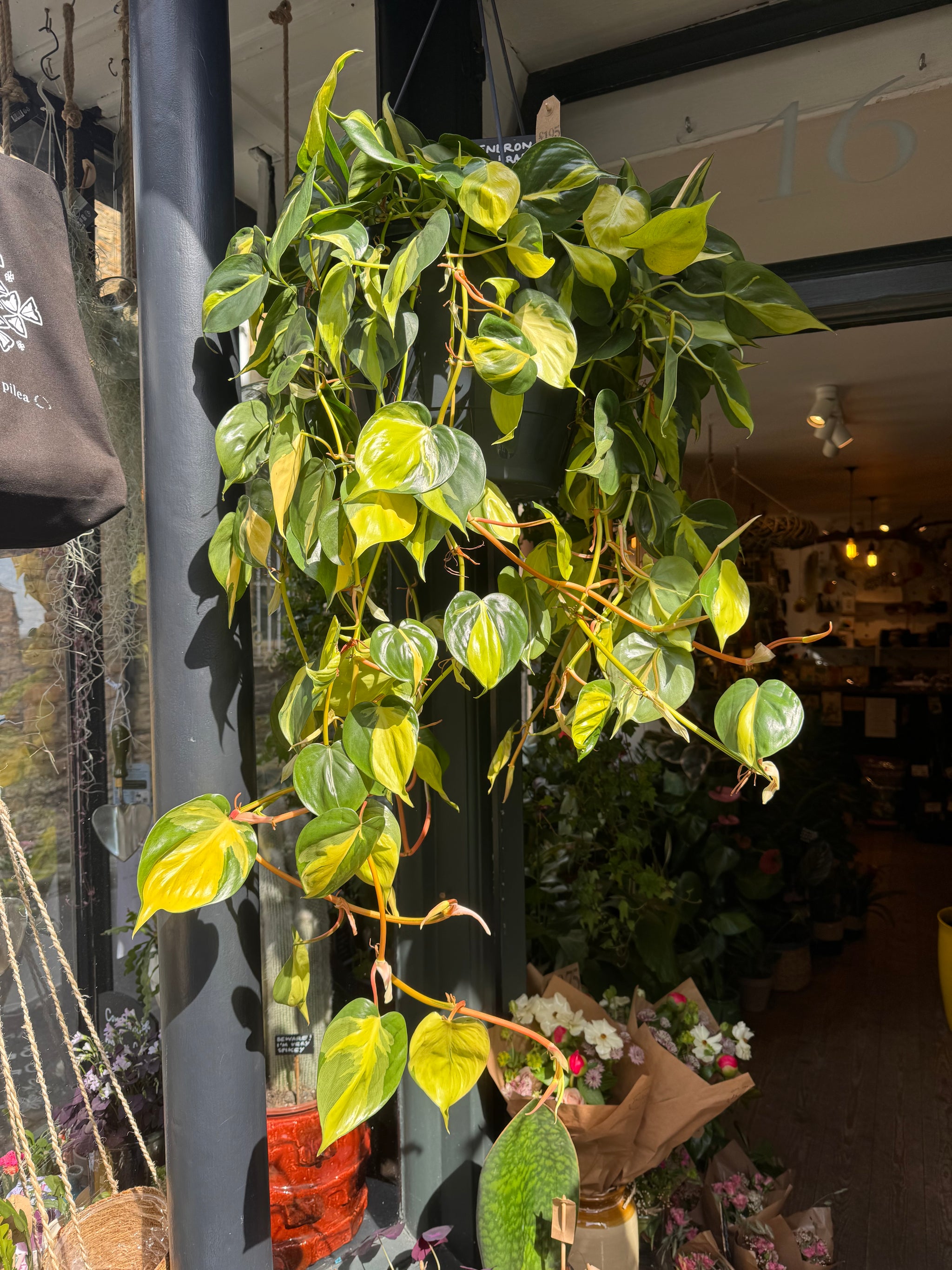 LARGE HOUSEPLANTS (LOCAL DELIVERY OR LOCAL PICK UP ONLY)  Tagged "Trailing  Houseplants" Pilea Plant Shop