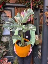 Load image into Gallery viewer, Monstera Thai Constellation / Variegated Cheese Plant - 17cm Pot
