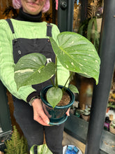 Load image into Gallery viewer, Monstera Thai Constellation / Variegated Cheese Plant - 12cm Pot
