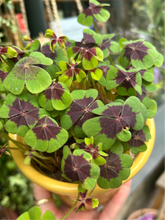 Load image into Gallery viewer, Oxalis deppei / Iron Cross Oxalis
