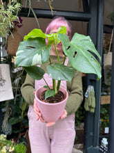 Load image into Gallery viewer, Monstera Thai Constellation / Variegated Cheese Plant
