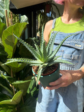 Load image into Gallery viewer, Aloe arborescens / Candelabra Aloe
