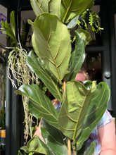Load image into Gallery viewer, Ficus lyrata / Fiddle Leaf Fig - *Local Delivery or Local Pick Up Only*
