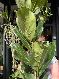 Ficus lyrata / Fiddle Leaf Fig - *Local Delivery or Local Pick Up Only*