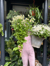 Load image into Gallery viewer, Tanacetum / Feverfew - Price Per Bunch
