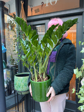 Load image into Gallery viewer, Zamioculcas zamiifolia / ZZ - 17cm Pot - *Local Delivery or Local Pick Up Only*
