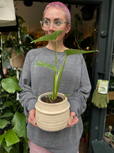 Load image into Gallery viewer, Monstera Thai Constellation / Variegated Cheese Plant
