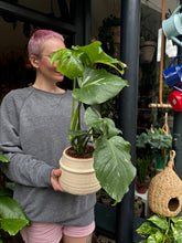 Load image into Gallery viewer, Monstera Thai Constellation / Variegated Cheese Plant
