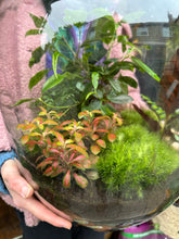 Load image into Gallery viewer, XXL Ficus microcarpa Ginseng Sealed Terrarium - *Local Delivery or Local Pick Up Only*
