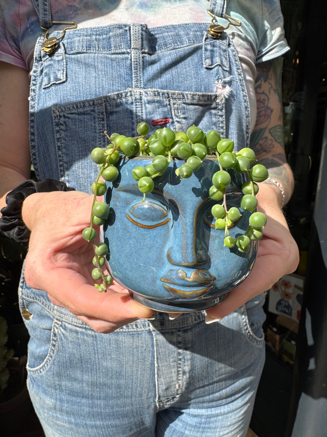 Senecio herreianus / String of Beads - 6cm Pot