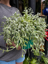 Load image into Gallery viewer, Cotyledon pendens / Cliff Cotyledon
