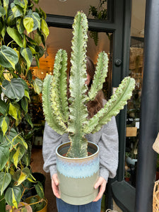 Euphorbia ingens Variegata -  *Local Delivery or Local Pick Up Only*