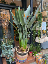 Load image into Gallery viewer, Strelitzia reginae / Bird of Paradise - *Local Delivery or Local Pick Up Only*
