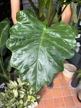Load image into Gallery viewer, Alocasia Low Rider / Elephant Ear - *Local Delivery or Local Pick Up Only*
