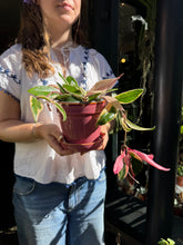 Load image into Gallery viewer, Hoya flamingo Dream / Wax Plant

